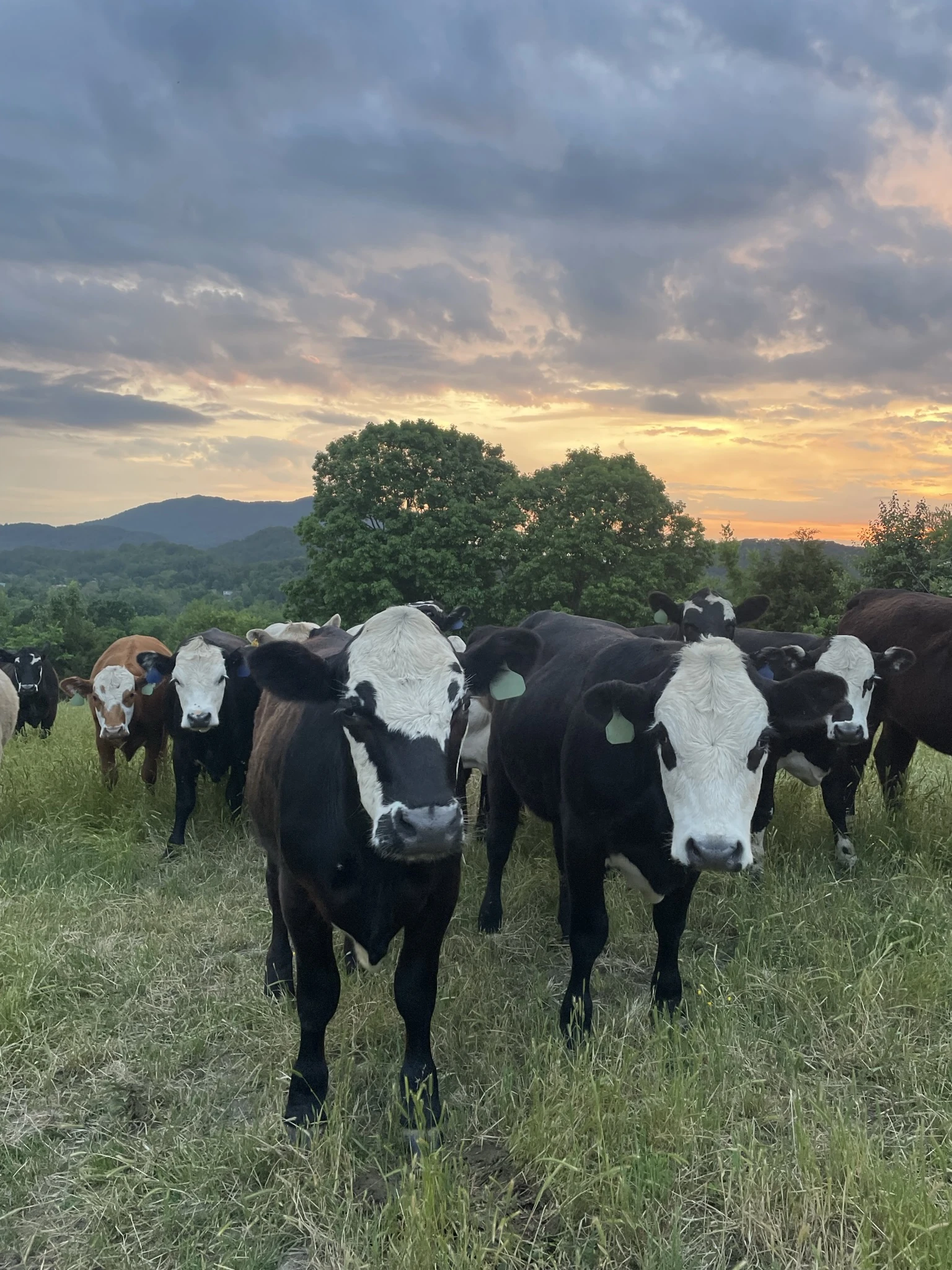 Newman Farms